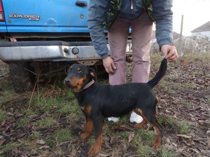 DSC00440 - jagdterrier sagu arad