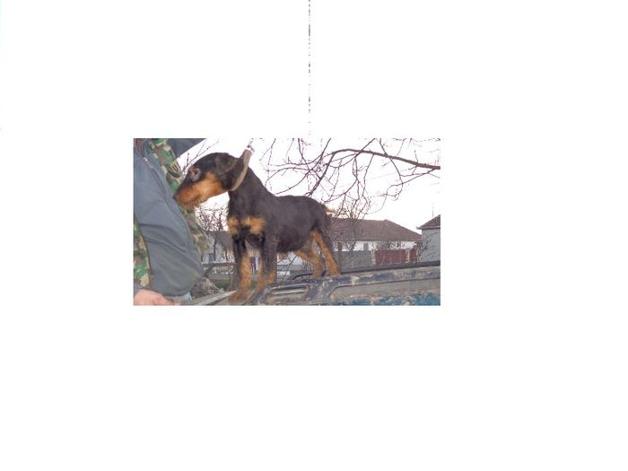 DSC00462 - jagdterrier sagu arad