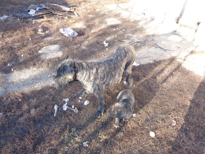 DSC00376 - dogo canario
