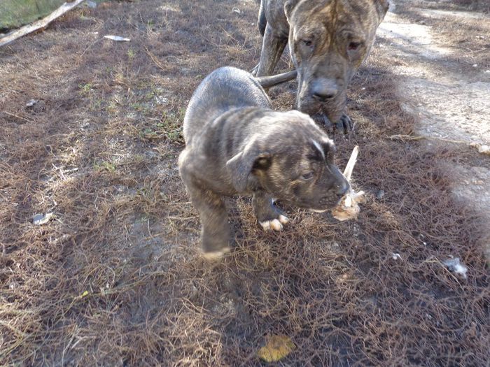 DSC00390 - dogo canario