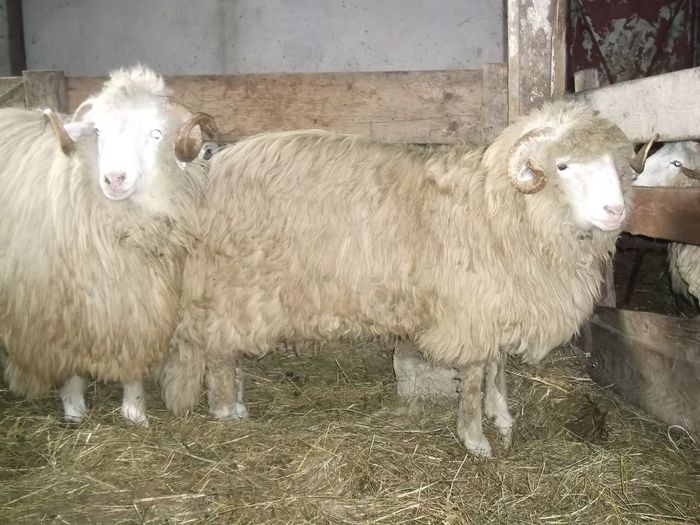 Picture 067 - Noatini Bali de Bistrita