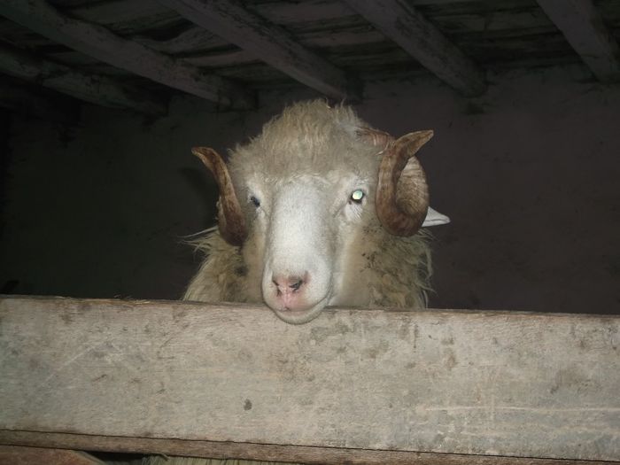 Picture 083 - Noatini Bali de Bistrita