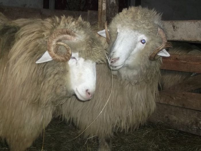 Picture 103 - Noatini Bali de Bistrita