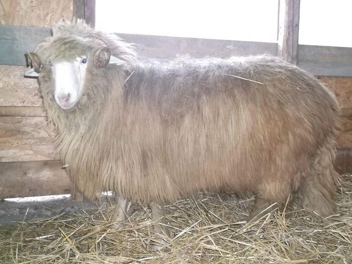 Picture 144 - Noatini Bali de Bistrita