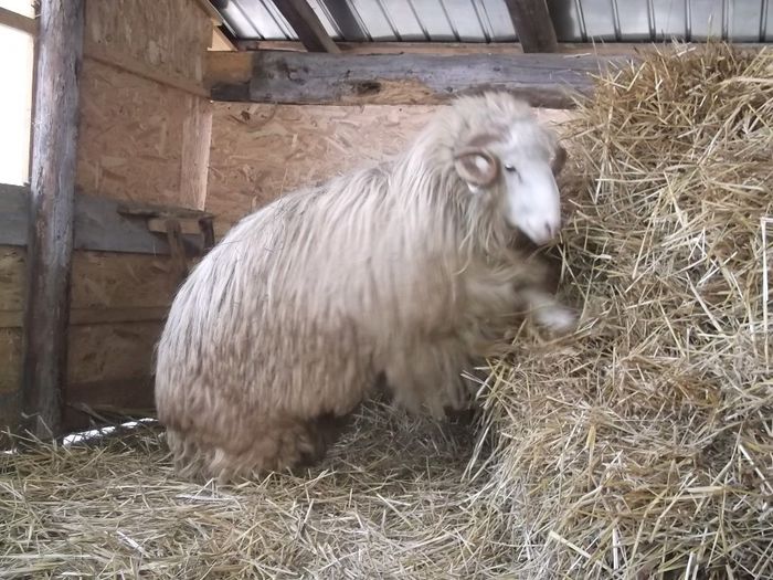 Picture 165 - Noatini Bali de Bistrita