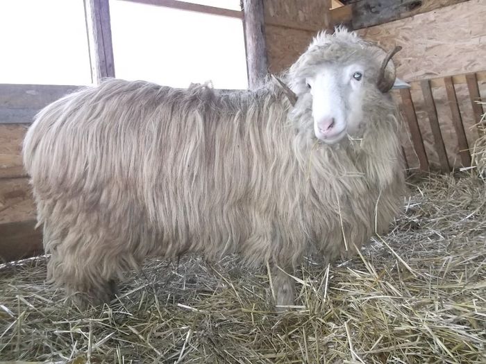 Picture 171 - Noatini Bali de Bistrita