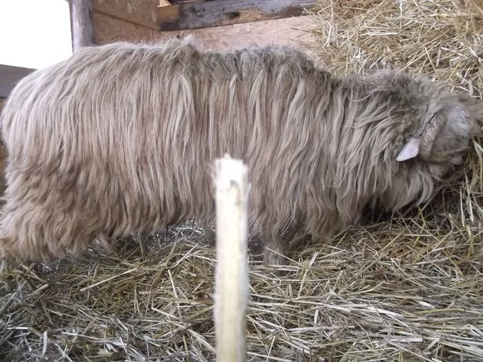 Picture 173 - Noatini Bali de Bistrita