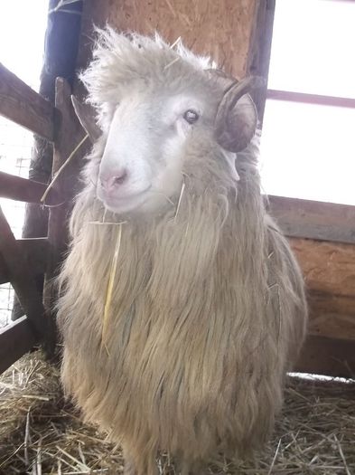 Picture 182 - Noatini Bali de Bistrita