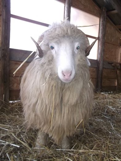 Picture 187 - Noatini Bali de Bistrita