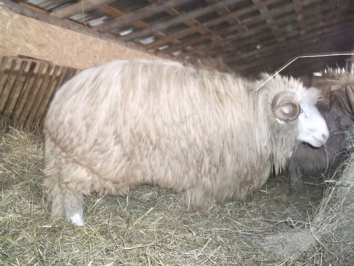 Picture 188 - Noatini Bali de Bistrita