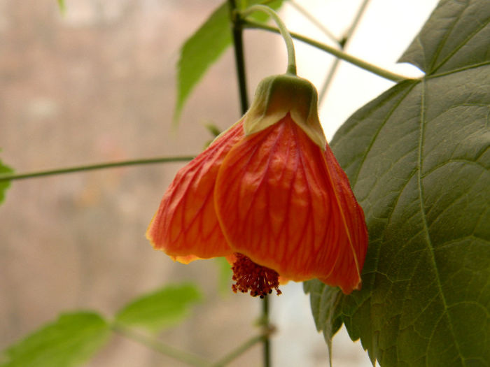 DSCN5325; Prima data cand vad un abutilon inflorit.
