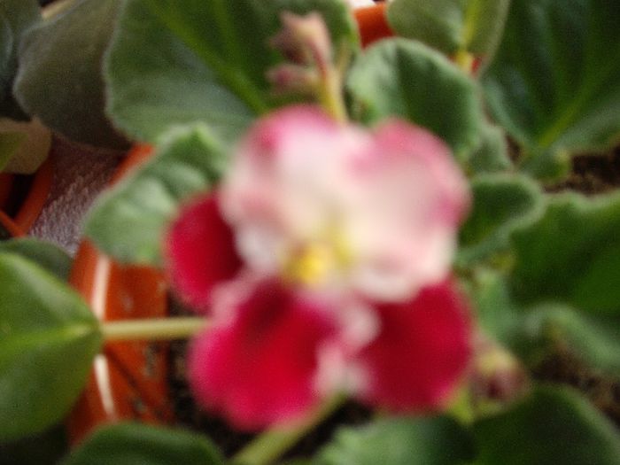 DSCF1791 - Violete