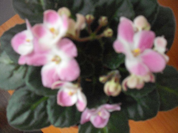 DSCF1776 - Violete