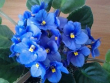 Fotografie0281 - Violete