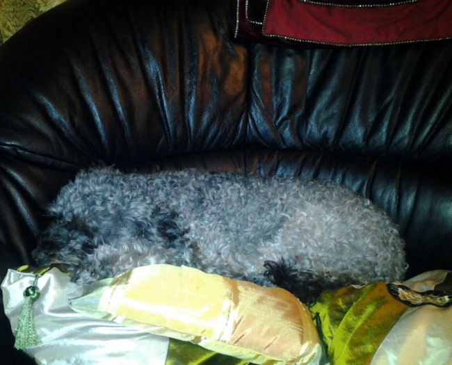 PITI-canis pitic