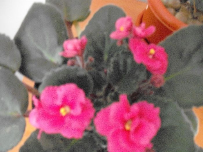 DSCF1769 - Violete