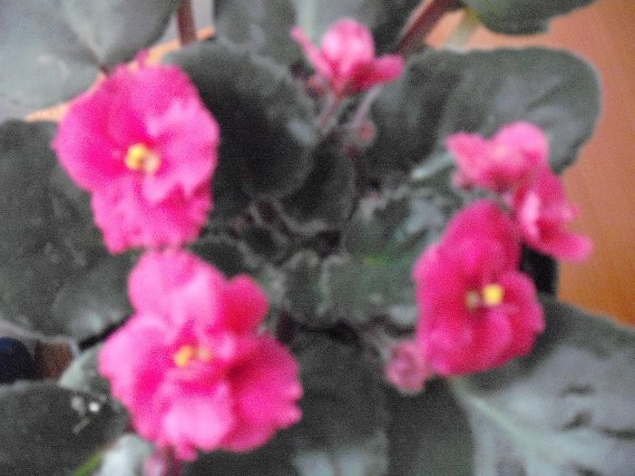 DSCF1771