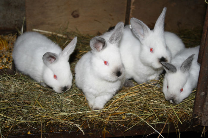 MASCULI - 11 Lista crescatorilor de iepuri californian-neozeelandez alb