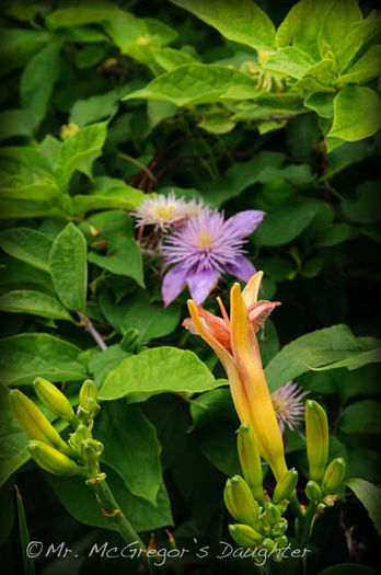 Hemerocallis-daylily-Woodside-Amethyst-spent-bloom-7July11 - minuni ale naturi create de dumnezeu 6