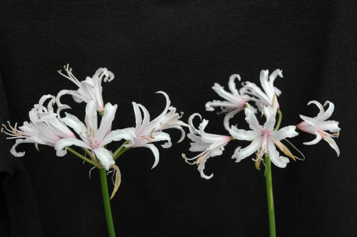 nerine - minuni ale naturi create de dumnezeu 6
