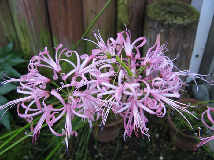 Nerine_filifolia1 - minuni ale naturi create de dumnezeu 6
