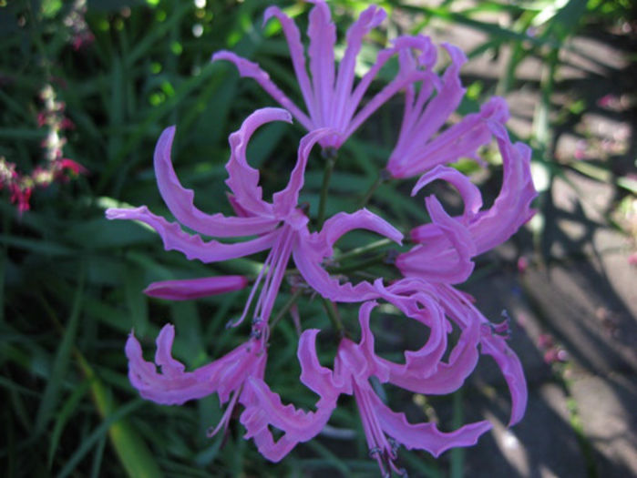 nerine_lrg - minuni ale naturi create de dumnezeu 6