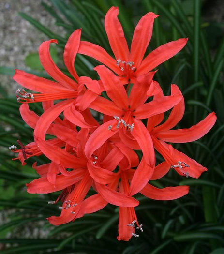 Nerine07 - minuni ale naturi create de dumnezeu 6