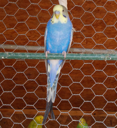 DSCN5146 - perusi