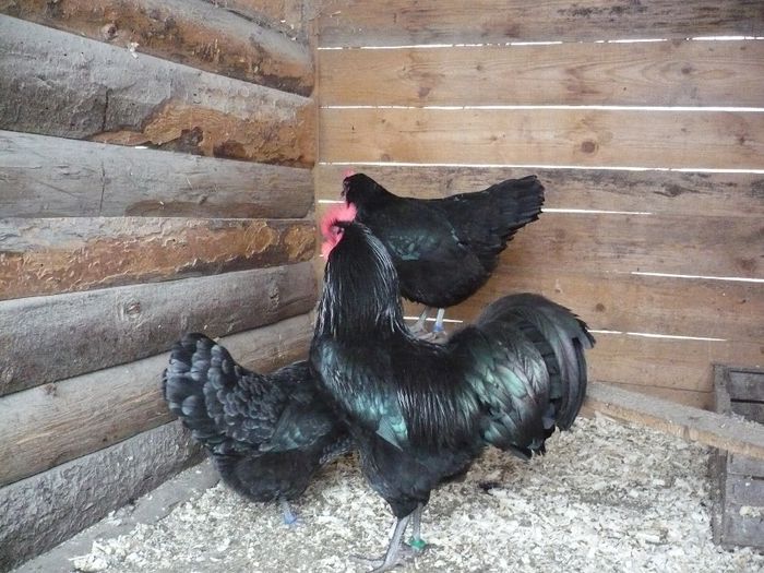 379 - GAINI AUSTRALORP