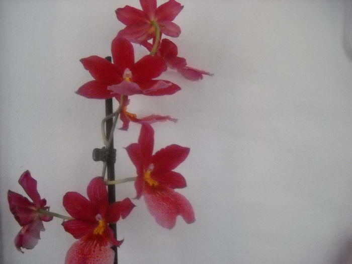 21. 12.2013 - Orhideea - Phalaenopsis-Cambria