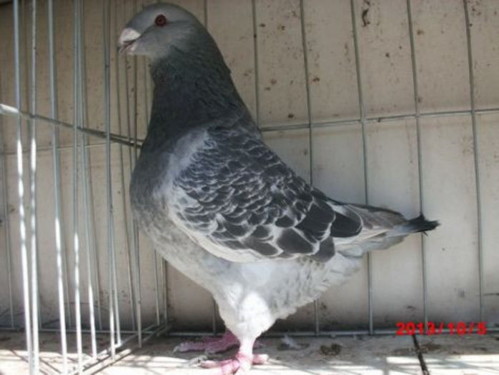 MASC 2013 H 1380 gaby75