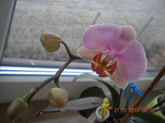  - orhidee 2014