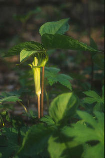 arisaema triphyllum - minuni ale naturi create de dumnezeu 6