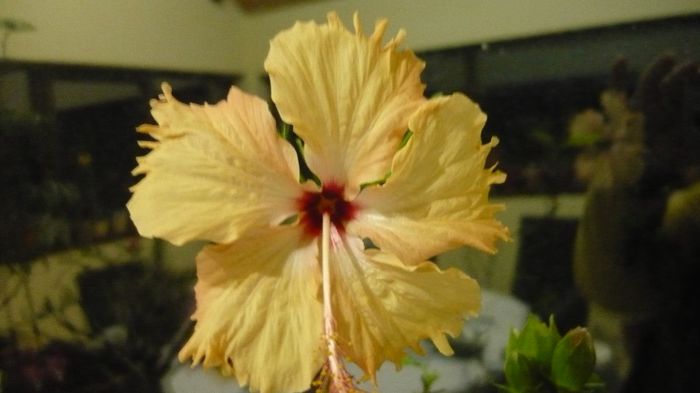 Picture 2125 - x 2013 hibiscus rosa sinesis 4