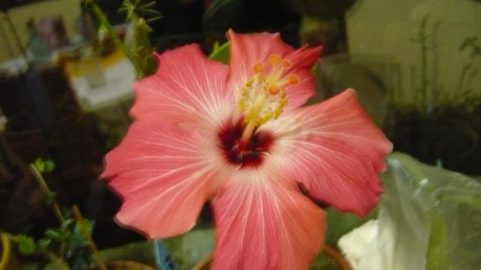 Picture 2130 - x 2013 hibiscus rosa sinesis 4