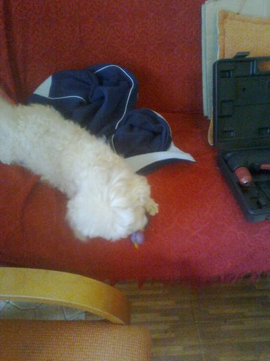 Ne jucam cu rata de cauciuc