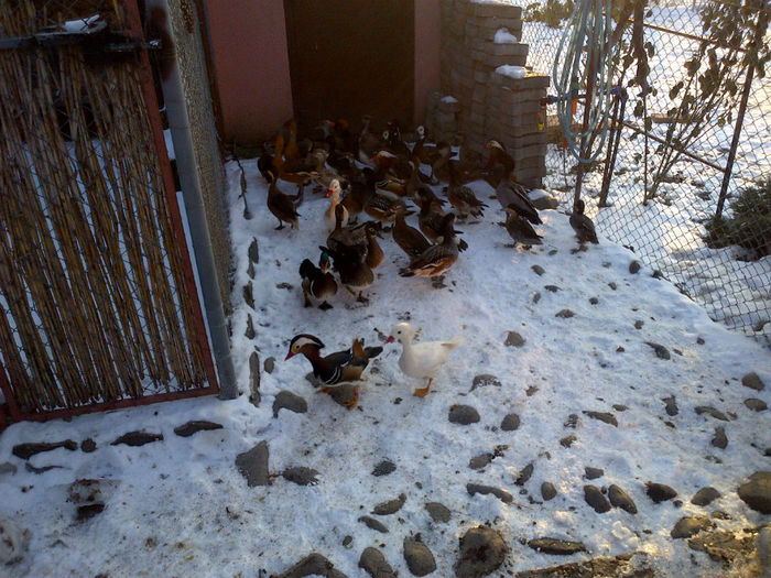 IMG-20131221-00165 - Pasari De Apa