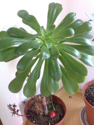  - 003-1 Alte plante verzi