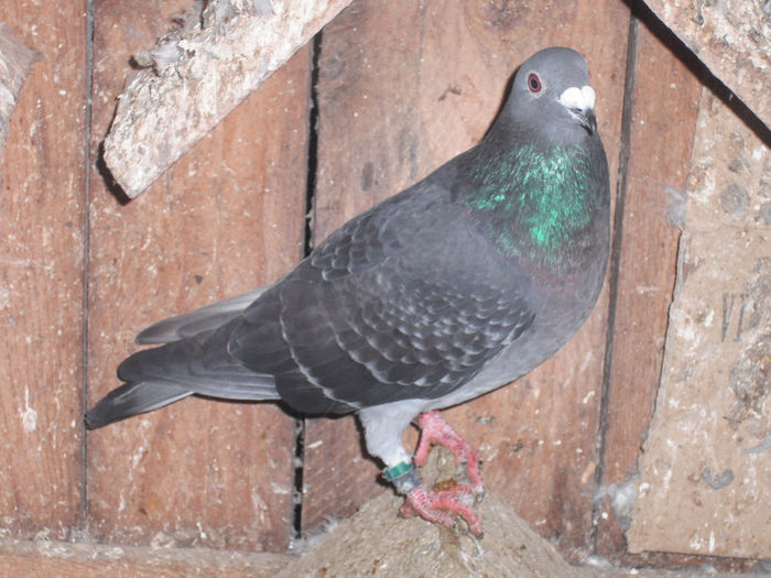 DSCF2661 - porumbei din 2013