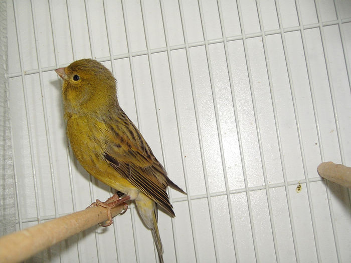 agat verde neintensiv