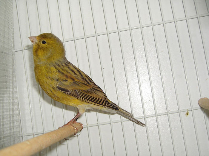 agat verde neintensiv