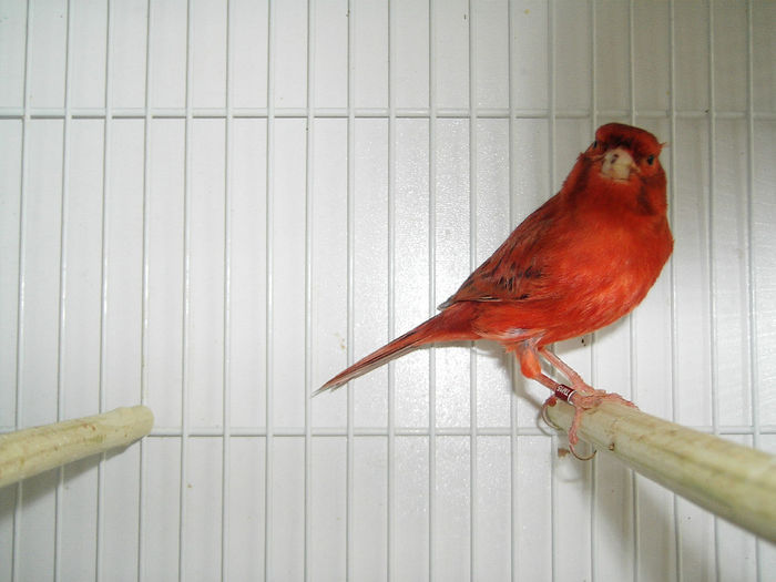 agat rosu intensiv 2