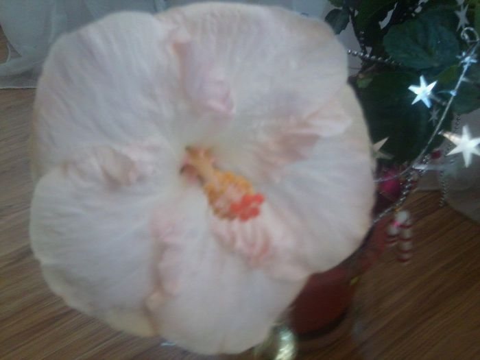 Fotografie9809 - hibiscusi 2013-5