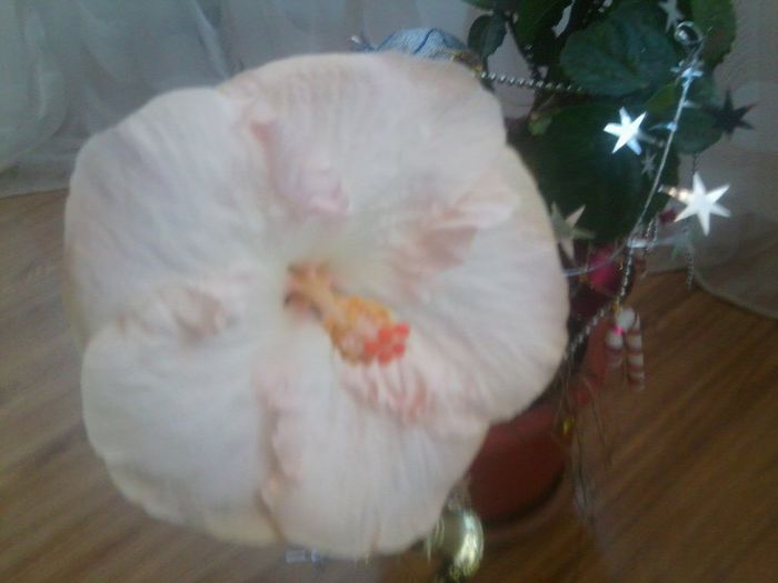 Fotografie9811 - hibiscusi 2013-5