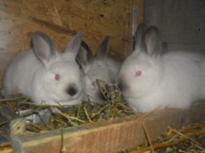 83615788_BBFCMAH3 (1)