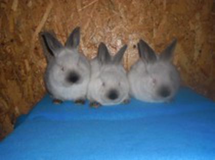 83615753_IJOUYND (1)