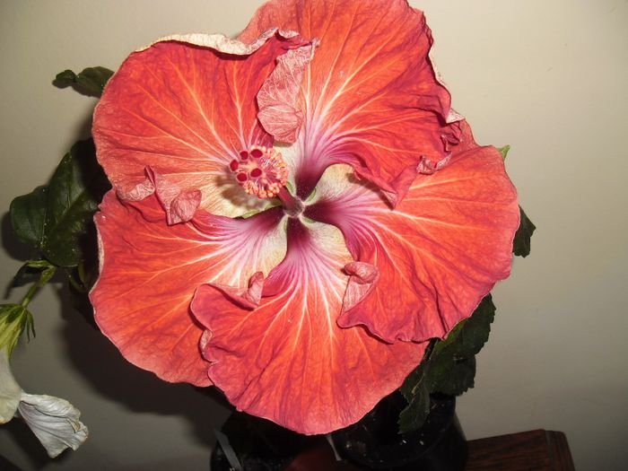 Dragon Queen - Hibiscus 2013-3