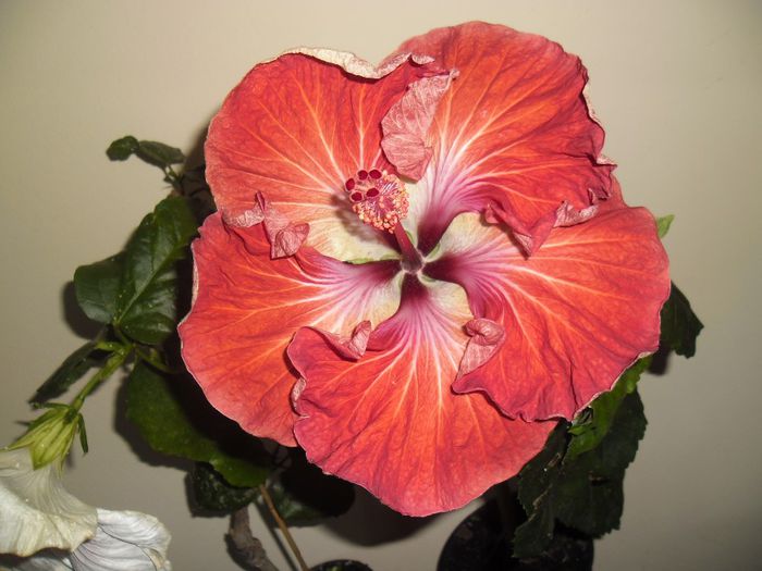 Dragon Queen - Hibiscus 2013-3