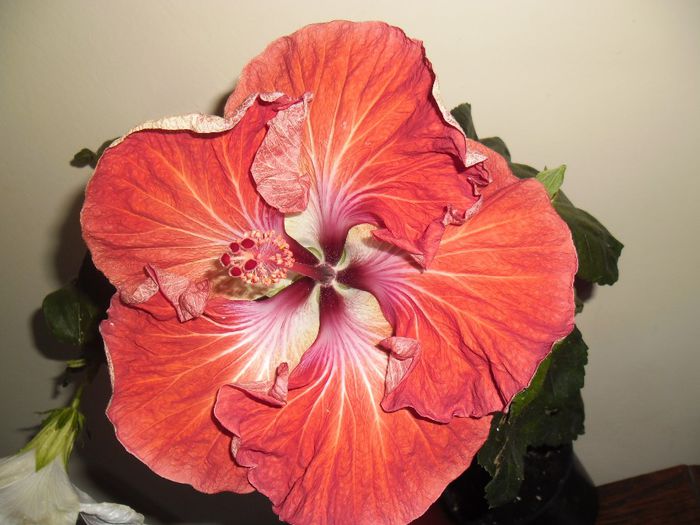 Dragon Queen - Hibiscus 2013-3