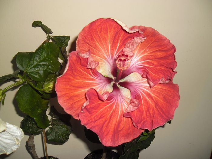 Dragon Queen - Hibiscus 2013-3